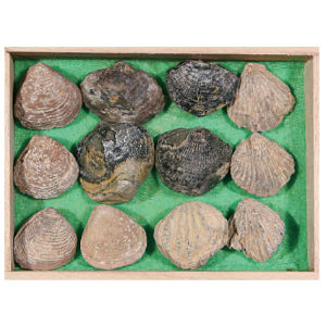 조개 12종 화석 표본 (HS-1205)