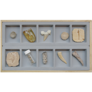 신생대 화석 표본 (HS-1010)