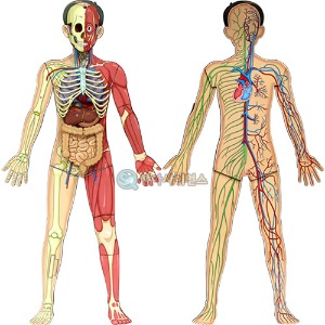 인체의 신비 - 인체 전신 입체 모형(1인용 포장)