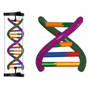 DNA 모형제작세트 III