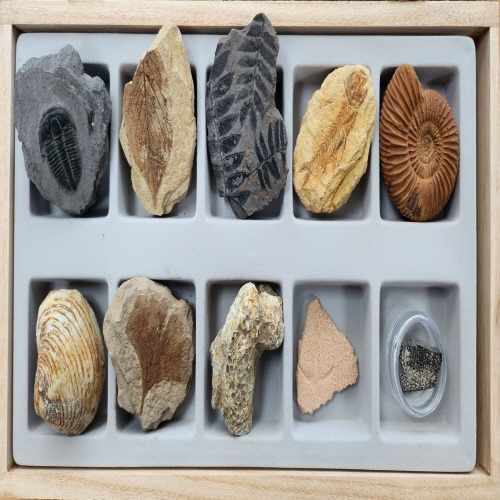 교과서에 나오는 초등 화석 10종